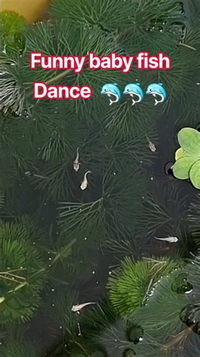 Funny babies fish dance