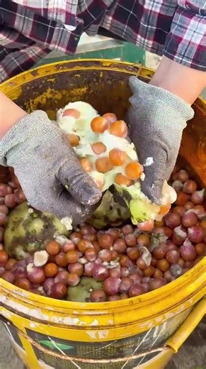 The unique fruit that grows underwater — Gorgon Euryale seed! ✨#FYP#Harvest #Satisfying #didyouknow