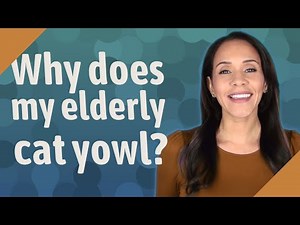 Why does my elderly cat yowl?
