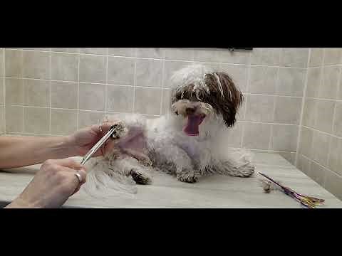 Havanese puppy relaxed full groom, longer cut, dog grooming without restraints
