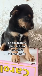 2K views · 78 reactions |  SIMBA, UN CUORE CHE CERCA CASA ...