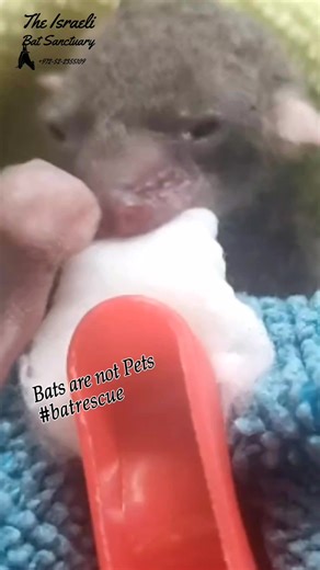 13K views · 1.2K reactions | Orphan baby bat in foster care nursing formula from a cotton ball #bat #babybat #rescue #wildlife #fostercare #skypuppy #puppy #stellaluna #cute #nursing #yummy #munching #formula #animalsanctuary #batsofinstagram | The Israeli Bat Sanctuary | Facebook