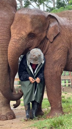 Lek Chailert on Instagram: "Today, as a thunderstorm rolled in and rain began to fall while we were out in the open field, Chaba and Thong Ae instinctively moved closer—trying to shield me from the rain with their bodies. When I put on my raincoat, Chaba gently checked on me, touching me with her trunk, and then gave me a sweet trunk kiss—as if to say, “Don’t worry, everything will be okay.” Elephants are deeply emotional beings. Their love and concern extend beyond their herd. If they trust and