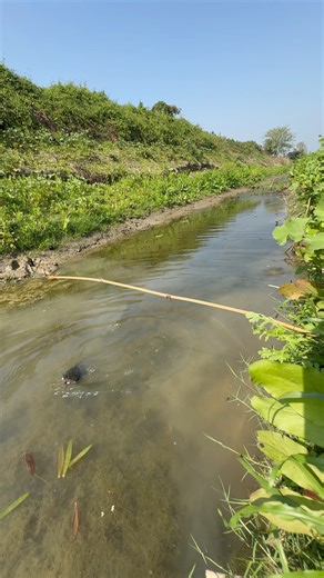 8.7K views · 34 reactions | Unbelievable big fish catching | Fishing & Village Tradition | Facebook