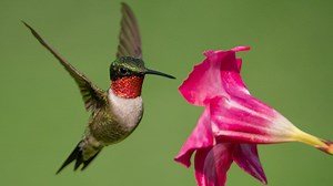 Want to be a hummingbird expert? UT Arboretum Society to host lecture ahead of bird's return to East TN