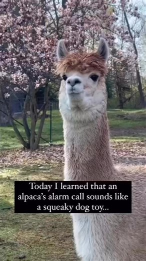 Did you know this? Share with someone who you need to come visit our alpacas with. 🦙🤣 located in the mountains of Monticello UT. Or if visiting isn’t enough for you we have a few alpacas available for your to start your own herd. We offer life time mentorship with any animal from us. Message us for info! | Hope farmstead