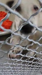 14 reactions · 16 shares | Not sure what this sweet puppy has been...