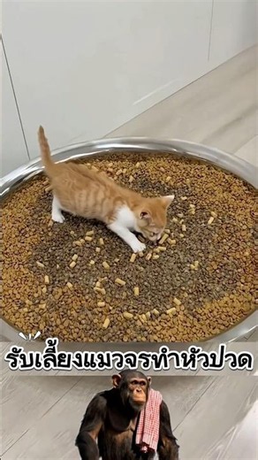 รับเลี้ยงแมวจรทำหัวปวด #ความรู้ #น่าสนใจ #animals