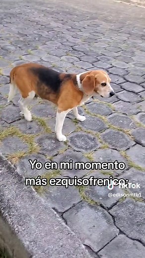 Jaja es igualito al perro de cacharron jaja #chacarron #perros #momentoezquisofrenico