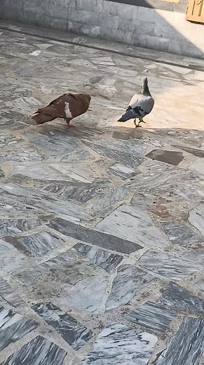 2.7K views · 65 reactions | PK Kabootar pigeon lovers follow me for more videos @top fans #pk_kabootar #pigeon #virals #shorts #reelsfb | Pk kabootar 2.0 | Facebook