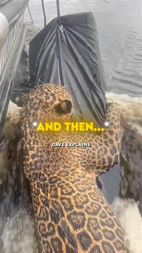 Jaguar Swims Straight To Army Boat Begging For Rescue 🥹