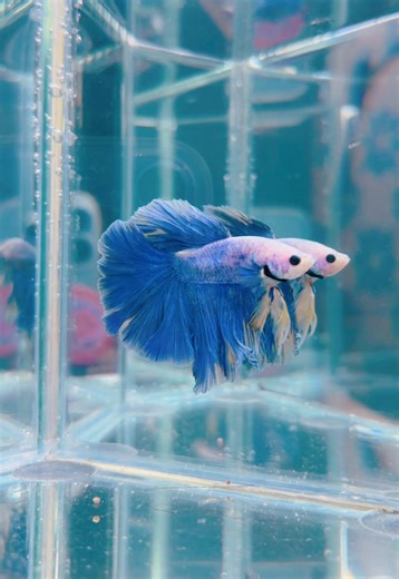 Vibrant blue halfmoon betta
