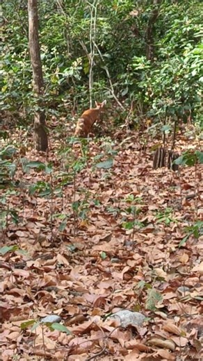 Wild Barking Deer Runs #wildlife #jimcorbett #safari #trending #viral #shorts #funny #comedy #foryou