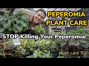 Peperomia Plant Care 101: The REAL Reason These Plants Die - How To Water, Lighting, Repot, Soil