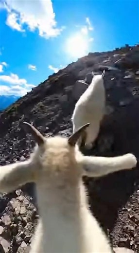 Goats POV: Relax and Watch | #goat #chill #asmr