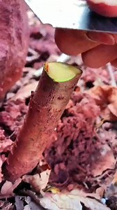 1.7M views · 10K reactions | Best method and unique ideas for the grafting of fruit trees #grafting #plants #garden #tree #work #green #flower #gardenlife #gardendesign #beautiful #art #mygarden #architecture #trees | Sophia Delagarza | Facebook