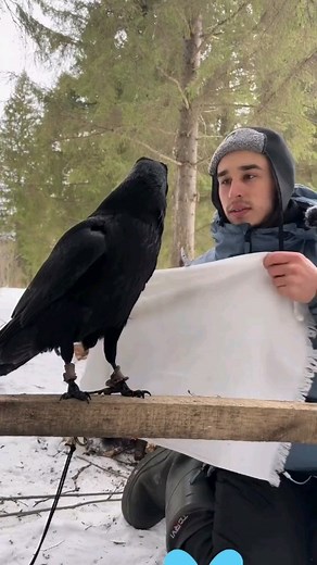 Crows of IG on Instagram: "Ravens as pets can be intriguing, yet they come with unique challenges. Known for their high intelligence, ravens require dedicated care and attention. Their ability to mimic sounds, including human speech, adds a captivating element to their companionship. Training a raven demands patience and consistency. With an average lifespan of 10 to 15 years in captivity, ravens form strong bonds with their owners. Establishing trust is crucial, as ravens are social creatures t