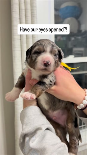 Bernedoodle Puppies | Abby Hamilton on Instagram: "👀 So eyes are starting to open! (Ok, so some of them look a little scary with a half opened eye but I promise they will be nice and round soon 😅) #puppiesofinstagram #newbornpuppies #puppylove #puppymilestones #eyesopen"