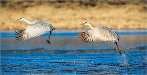 ‘Like living dinosaurs:’ Where to see Michigan’s spectacular sandhill crane migration this month