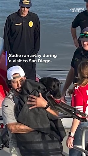 1.8K views · 18 reactions | Lifeguards found Sadie, a black Labrador-mix who ran away, near a San Diego beach after she was reportedly swept away by a rip current. | Observer-Dispatch | Facebook