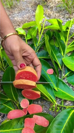 Belah Jambu manis #viralvideo