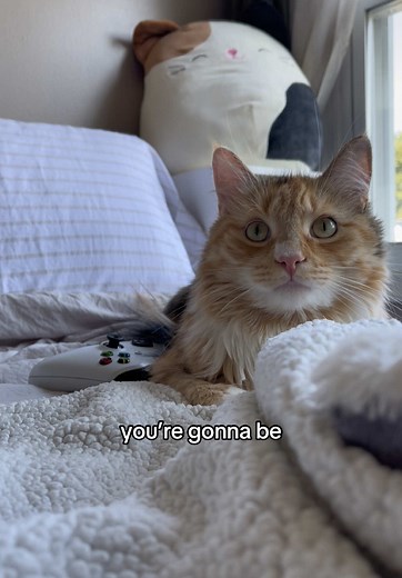 Understanding Male Calico Cats: The Rare Phenomenon