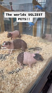 The worlds UGLIEST pets!! Anyone want one?? I filmed these guys yesterday. They are called SKINNY PIGS and are essentially a hairless Guniea Pig. Grosss or Georgous ???? | Cows for Cambodia
