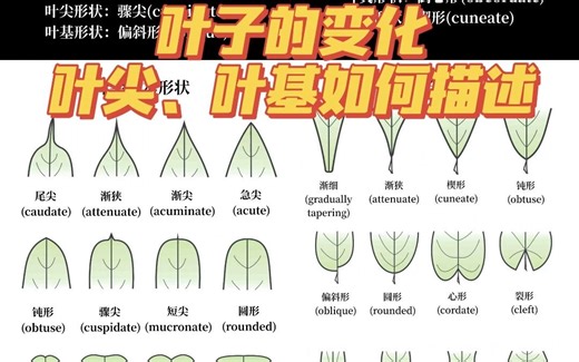 认识植物|叶子5|奇奇怪怪的叶子形状