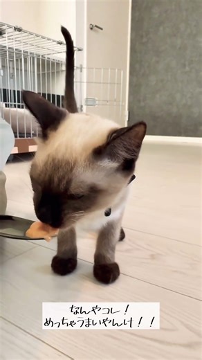 生まれて初めてのちゅーるを食べた猫の反応がこちら…