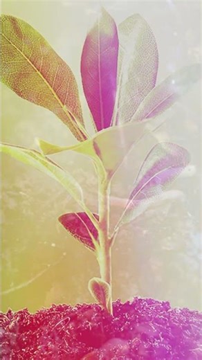 How Biofertilizers were first Introduced? | Agricultural Innovations & Technology