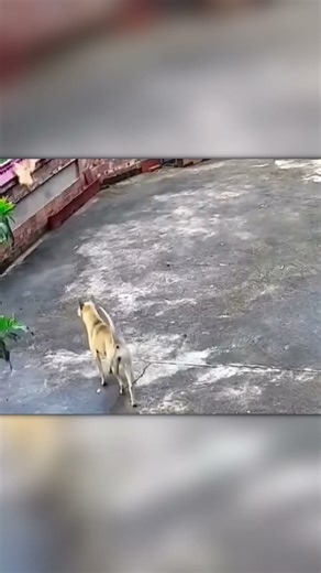 Hawk Attacks Chick but Mother Hen Fights Back