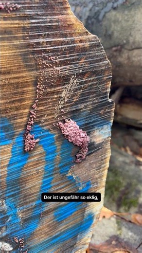 Schon mal einen Pilz gesehen, der wie Gehirn aussieht? Fleischroter Gallertbecher!