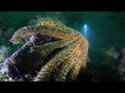Sunflower Sea Stars Now Critically Endangered