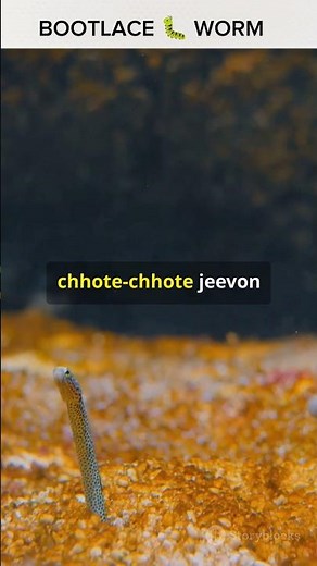 Meet the bootlace worm: one of the longest creatures in the world #BootlaceWorm #Nature #facts #fyp