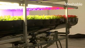 This vertical indoor farm can grow millions of crops without the need for any soil, sunshine or fertilizer. | Mashable