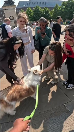 sibtain uk Top 10 Most Popular Dog Breeds in the UK 🐶Cute UK Dogs Playing in the Park | Adorable \\{"simpleText":"Sign in"}{"simpleText":"Sign in"}{"runs":[{"text":"Save"}]}Want to watch this again later?sibtainuk{"simpleText":"Personalized"}{"simpleText":"None"}{"runs":[{"text":"Unsubscribe"}]}sibtainuk?sibtainuk?Comments30:18{"content":"748K"}{"content":"2mo ago"}10:00:01{"content":"1.3M"}{"content":"1y ago"}51:31{"content":"1M"}{"content":"4d ago"}4:08:40{"content":"499K"}{"content":"3mo ago