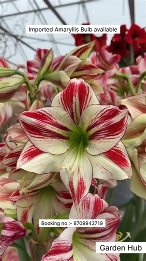 Rare Imported Amaryllis Flower Bulb Online Shopping 🪴 #amaryllis #flowers #plants #garden