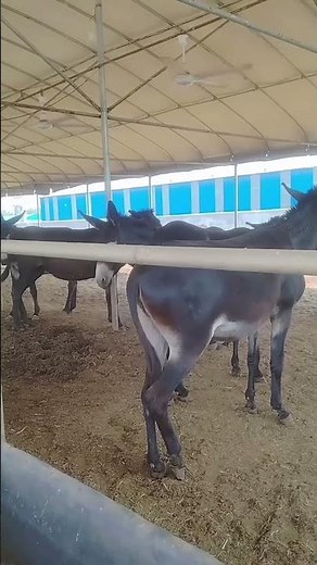Behind every strong donkey, there is care, patience, and a farmer’s hard work. 🫏🌱