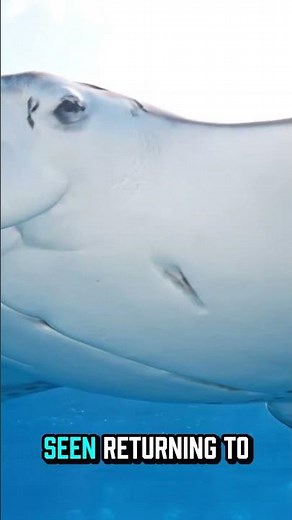 The Largest Fish Brain on Earth Belongs to This Gentle Giant 🌊#MantaRay #OceanFacts #MarineLife