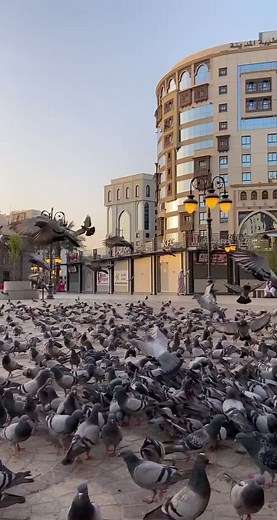 Urban Plaza Pigeon Flock Activity