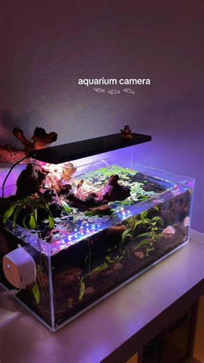 Fish Tank Camera: Monitor Your Betta Fish Anywhere