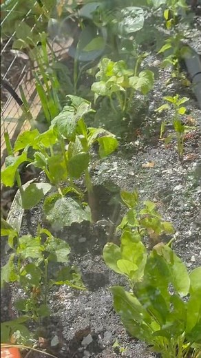 Quick & Easy Garden Watering with Snap-Fit Sprinklers