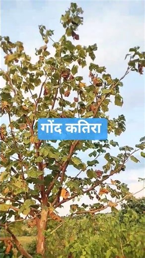 What does the Gond Katira tree look like? Benefits of Gond Katira. #shorts #ytshorts