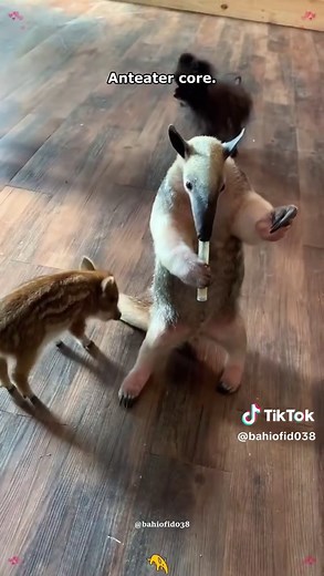 Delightful Anteater Moments: Cutest & Funniest Clips