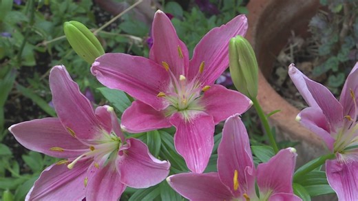 The secret to perennial blooms: Tips on growing lilies
