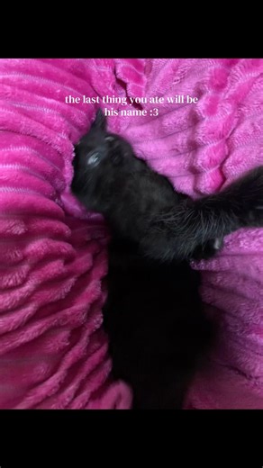 Fun Cat Name Generator Based on Your Last Meal