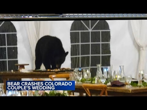 Bear crashes wedding, helps itself to dessert table