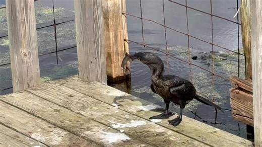 Check out the Brazoria National Wildlife Refuge Discovery center Open House. Lots of activities for young and old. Open 11am to 4pm today through January 1st. 2020 County Road 227 Freeport. The Cormorant finally gave up after 4-5 minutes and left the catfish on the deck. You never know what you will see at the refuge. | Friends of Brazoria Wildlife Refuges