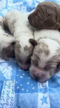 labradoodlecountry.com Daisys for Goldendoodle Mini/Medium boys