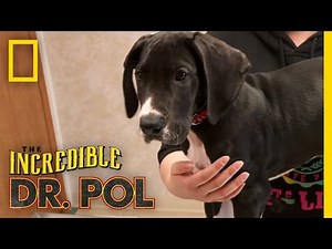 Quarantined Pup | The Incredible Dr. Pol
